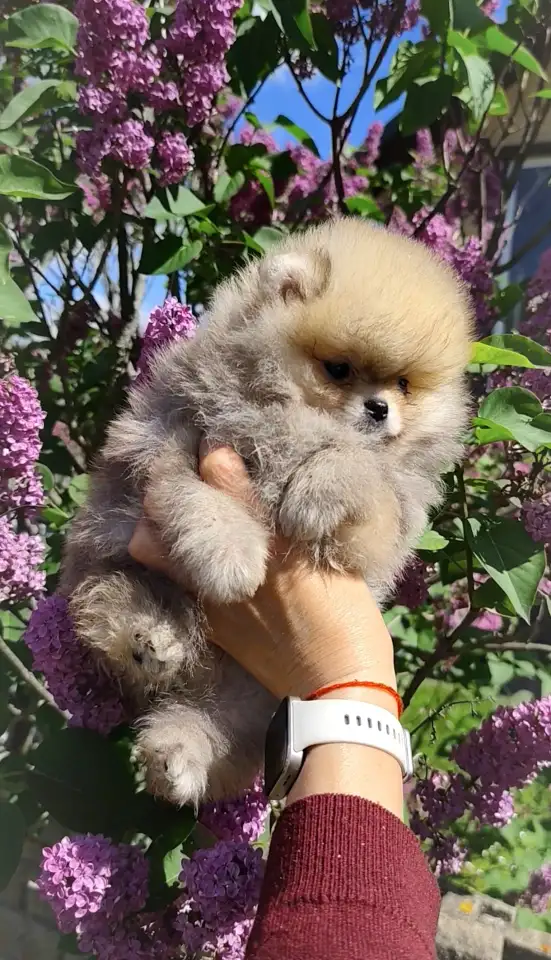 Померанский шпиц, щенки. Мини мишки, фотография 3