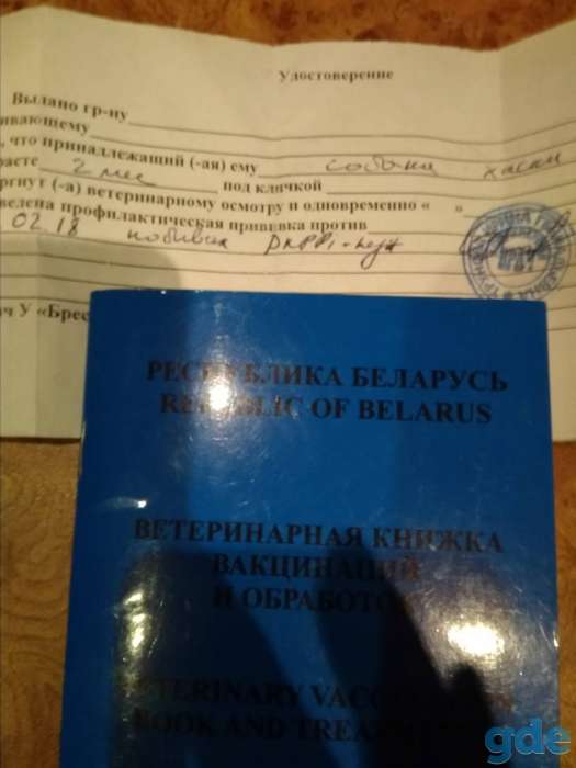 Собака хаски, фотография 2
