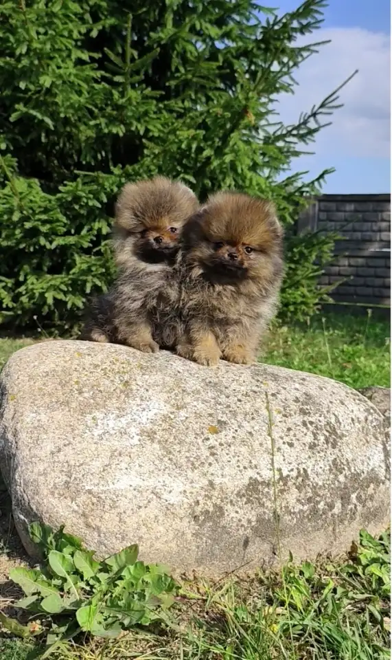 Померанский шпиц, щенки. Мини мишки, фотография 1