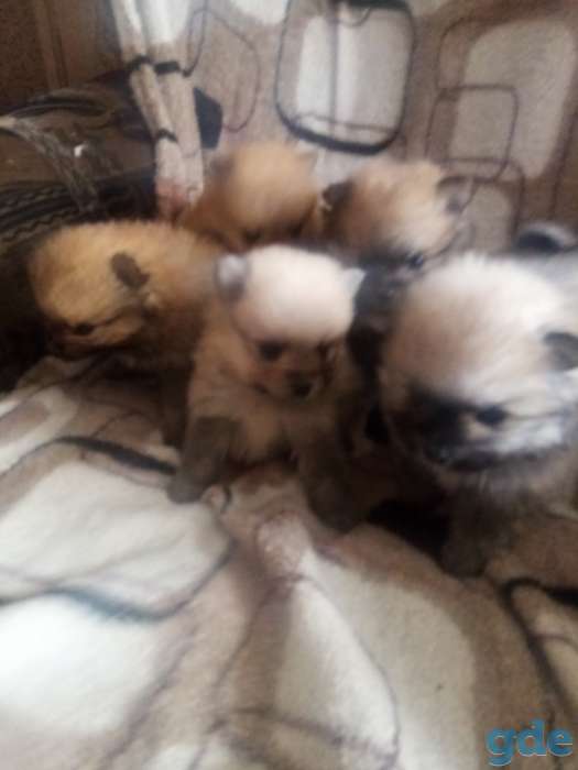 Продам очарование, фотография 4