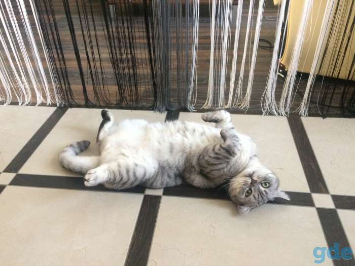 Отдадим кота в добрые руки, фотография 2
