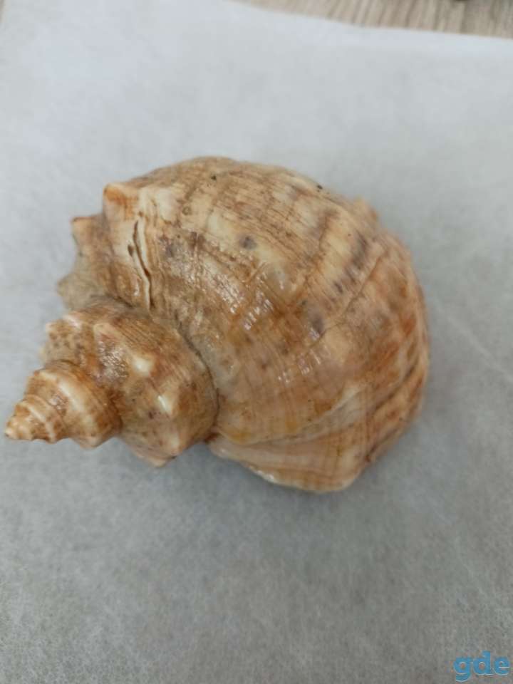 Морские раковины, фотография 1