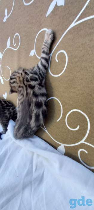 Бенгальские котята, фотография 2