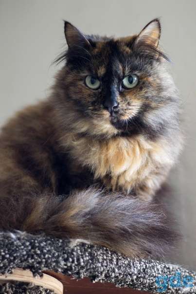 Кошечка ищет дом, фотография 2