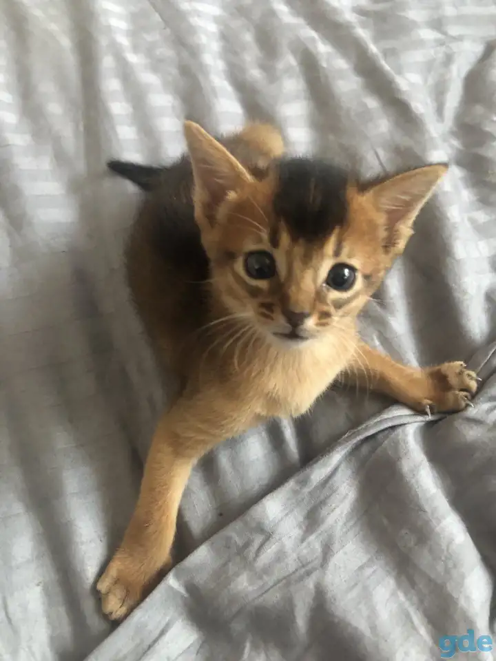 Абиссинский котенок, фотография 3