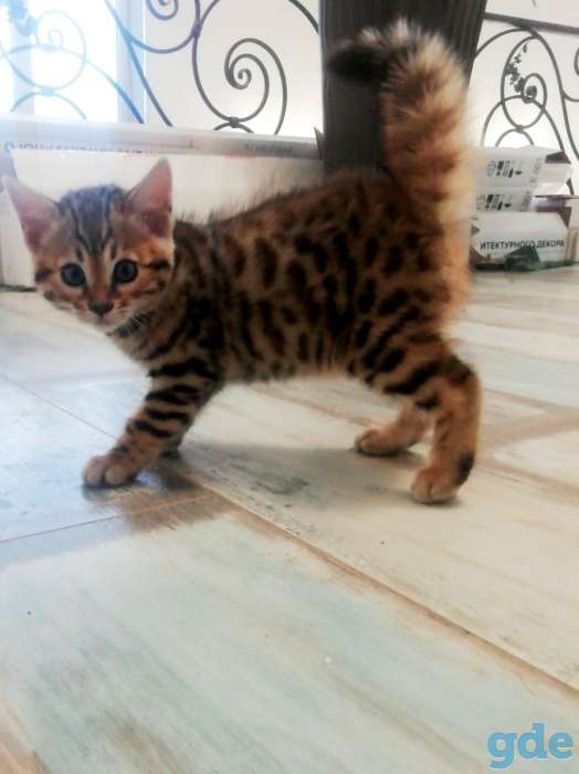 Котята бенгальские, фотография 6