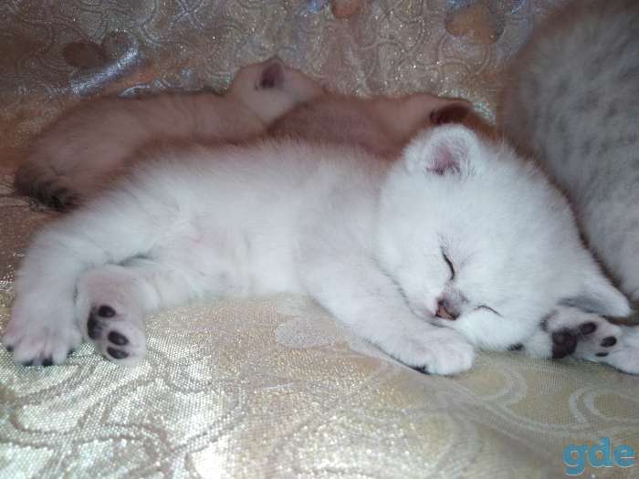 Чистокровные шотландские котята, фотография 5