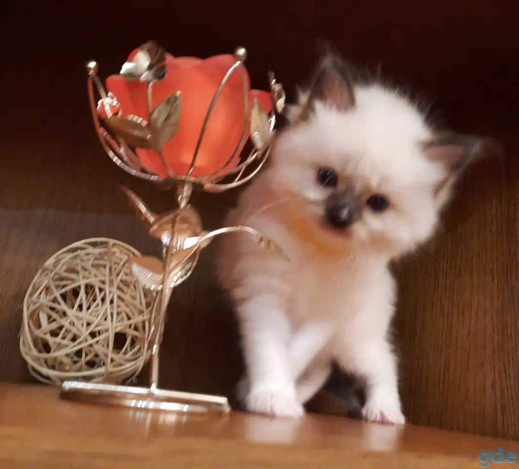 КОТЯТА  РЭГДОЛЛ, фотография 10