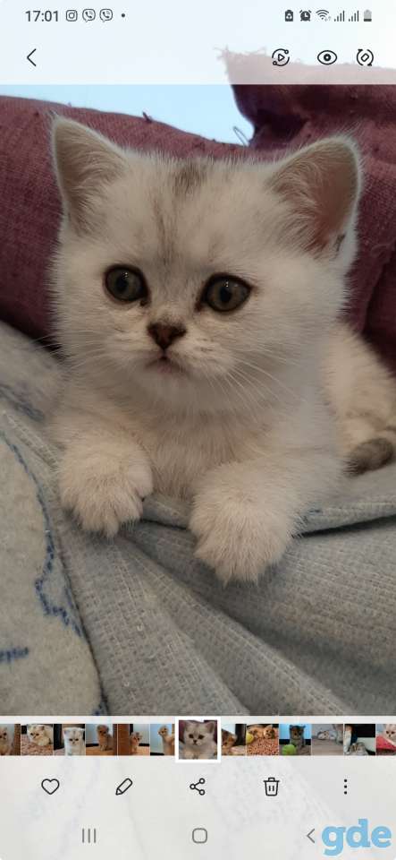 Котята, фотография 4