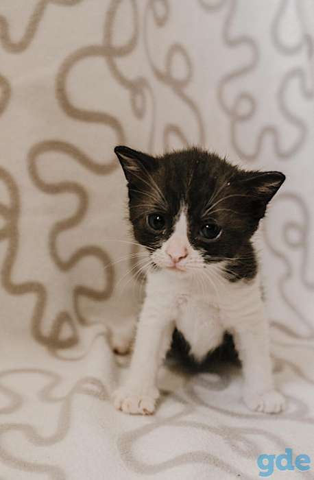 Внимание! Открыт резерв на котят. Им всего 1 месяц, фотография 4