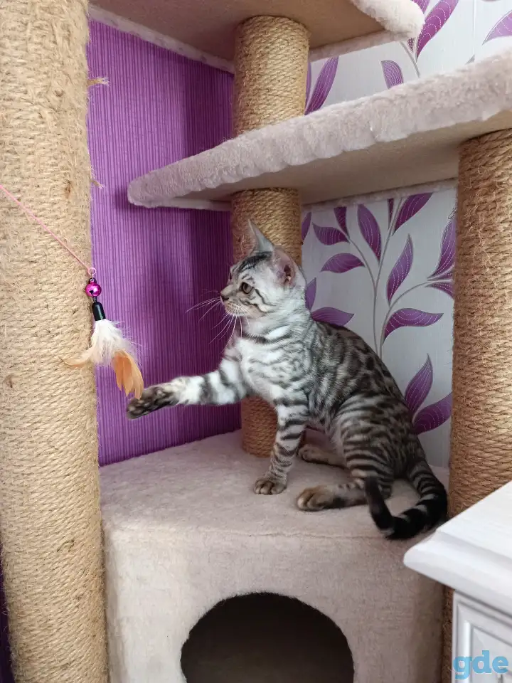 Бенгальские котята, фотография 3