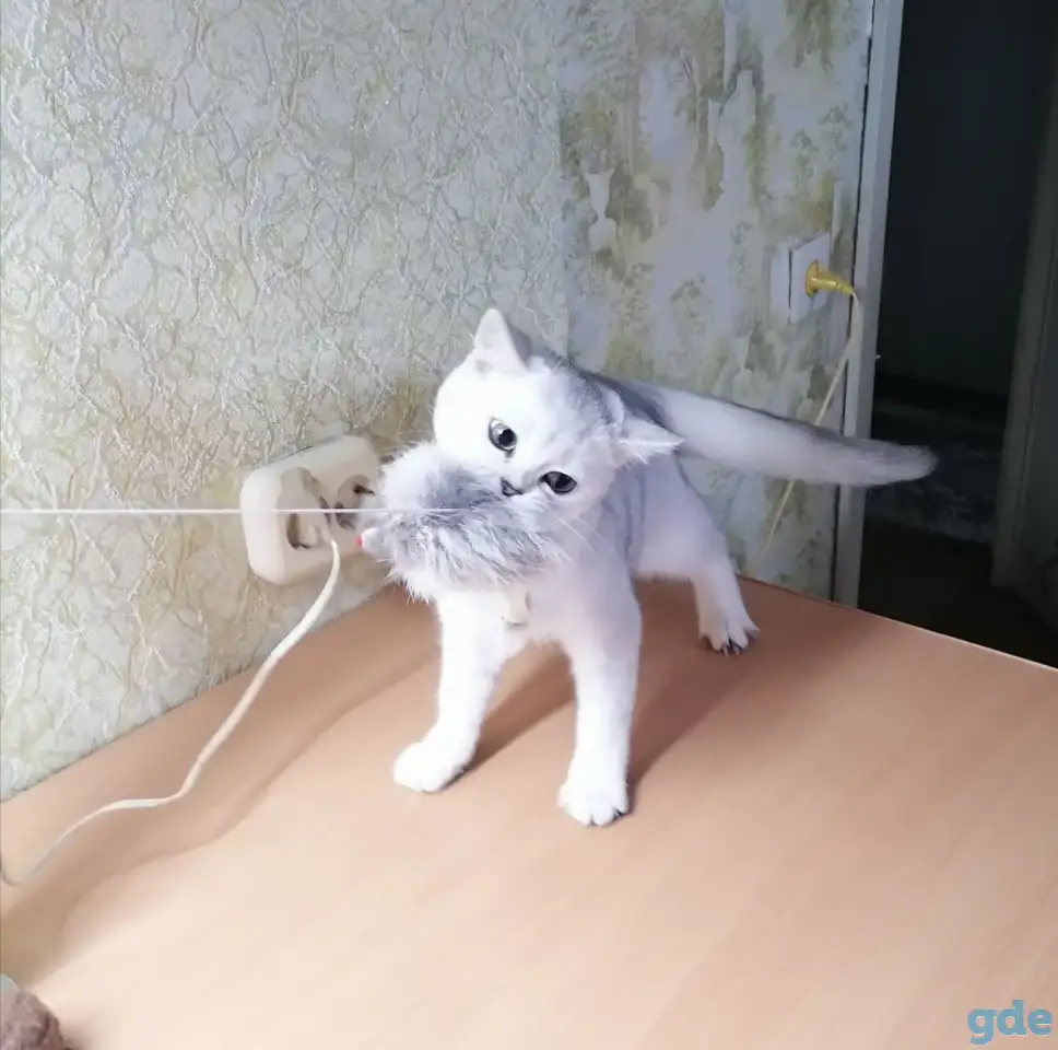 Британские котята, фотография 5