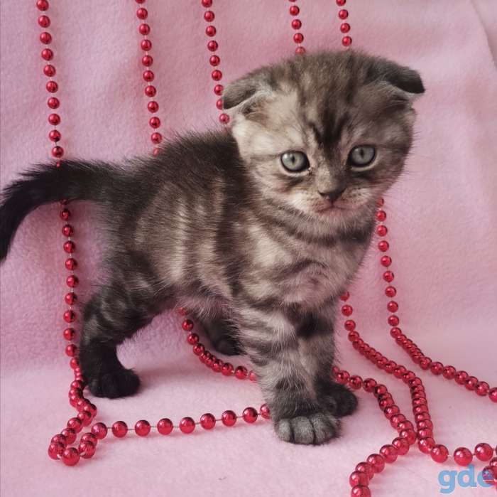Шотландские котята, фотография 10