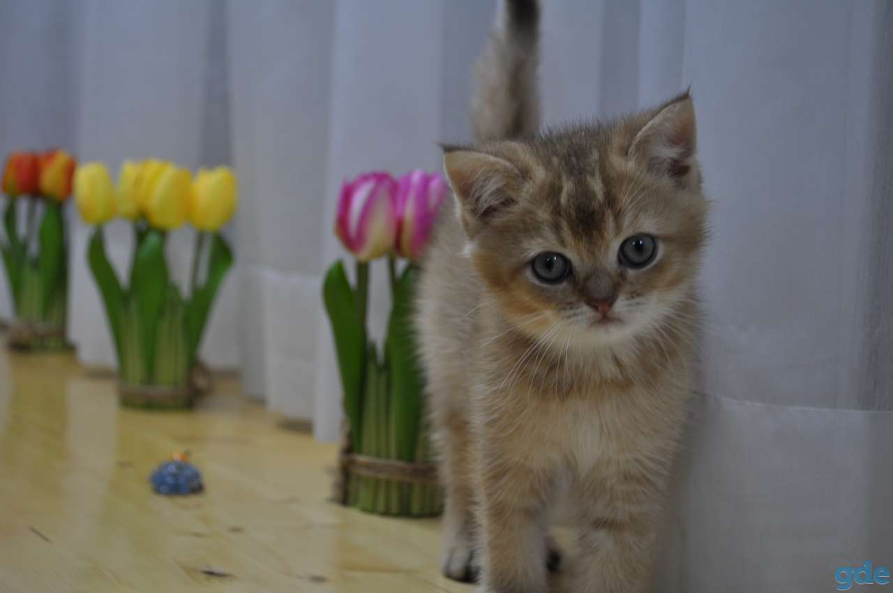 Шотландские котята (Летния Распродажа), фотография 4