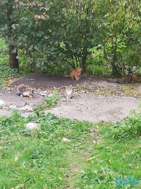 Котята ищут дом или передержку, фотография 1