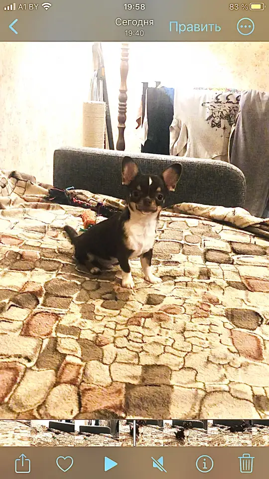 Продаётся щенок чихуахуа., фотография 2