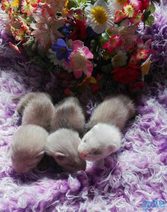 Продаются щенки хорька., фотография 2