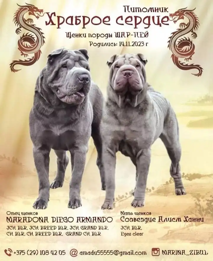 Питомник Храброе сердце предлагает щенков шарпея, фотография 4