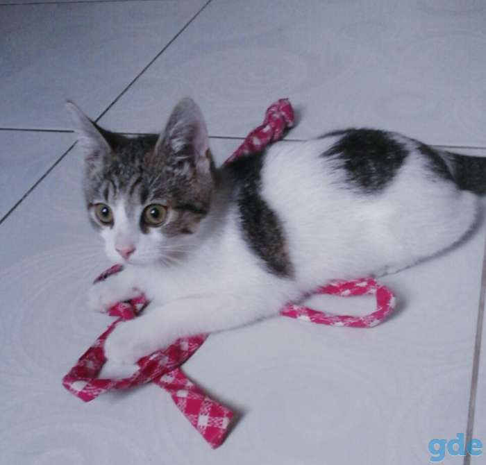 Котята бесплатно,коты., фотография 7
