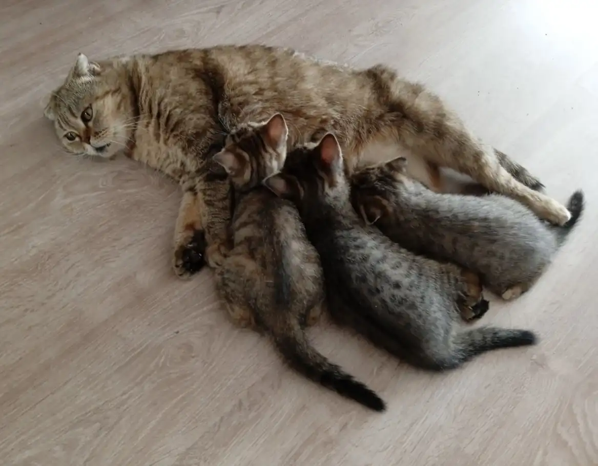 Шотландские котята, фотография 4