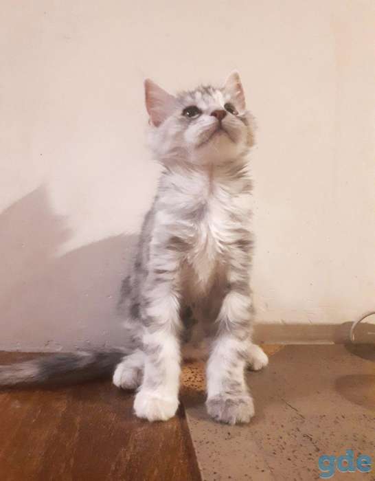 Котята Мейн КУН, фотография 5