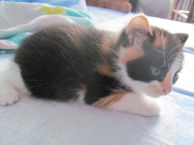 Бесплатно котенок, фотография 2