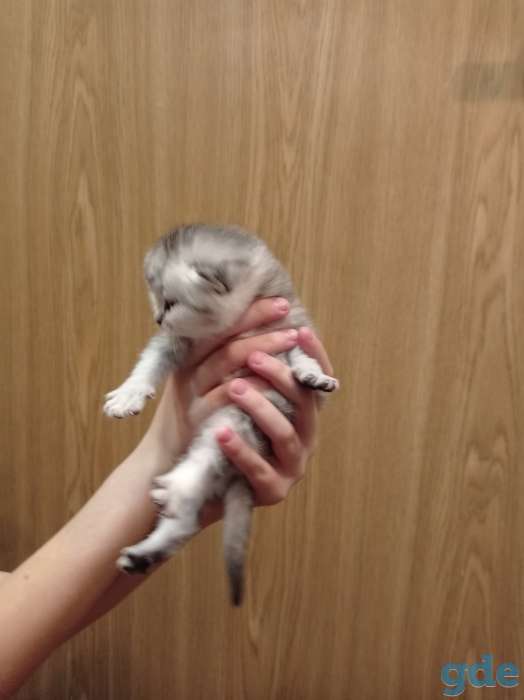 Шотландские котята, фотография 2
