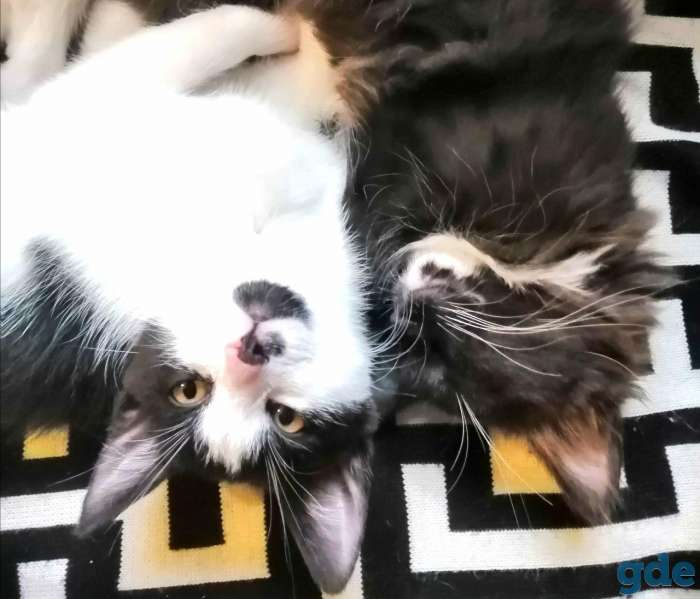 Прелестные котята в дар, фотография 2