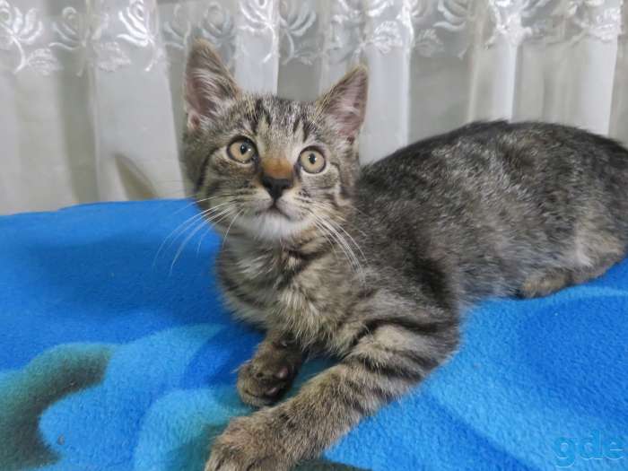 Котята в добрые руки, фотография 8