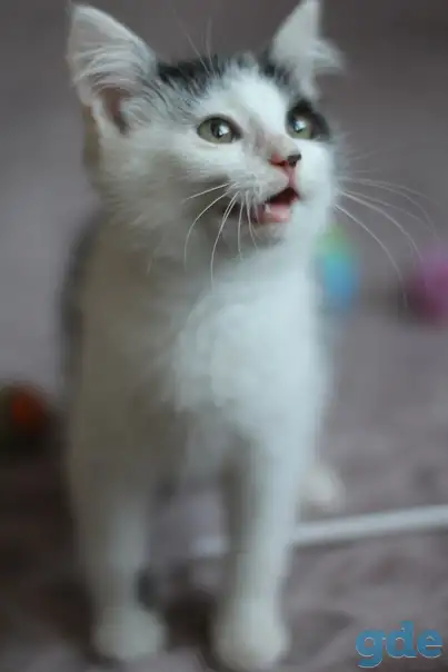 Кругленький котенок, фотография 3