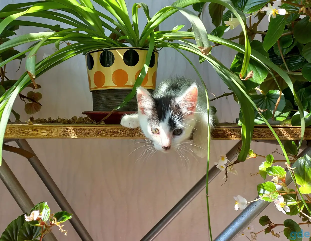 Котята, фотография 1