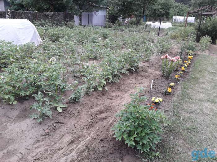 Дача, Гродненский район д. Белое, фотография 8