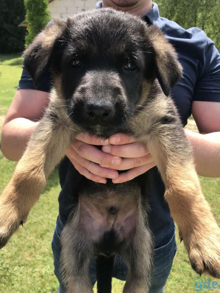 Щенки немецкой овчарки, фотография 5