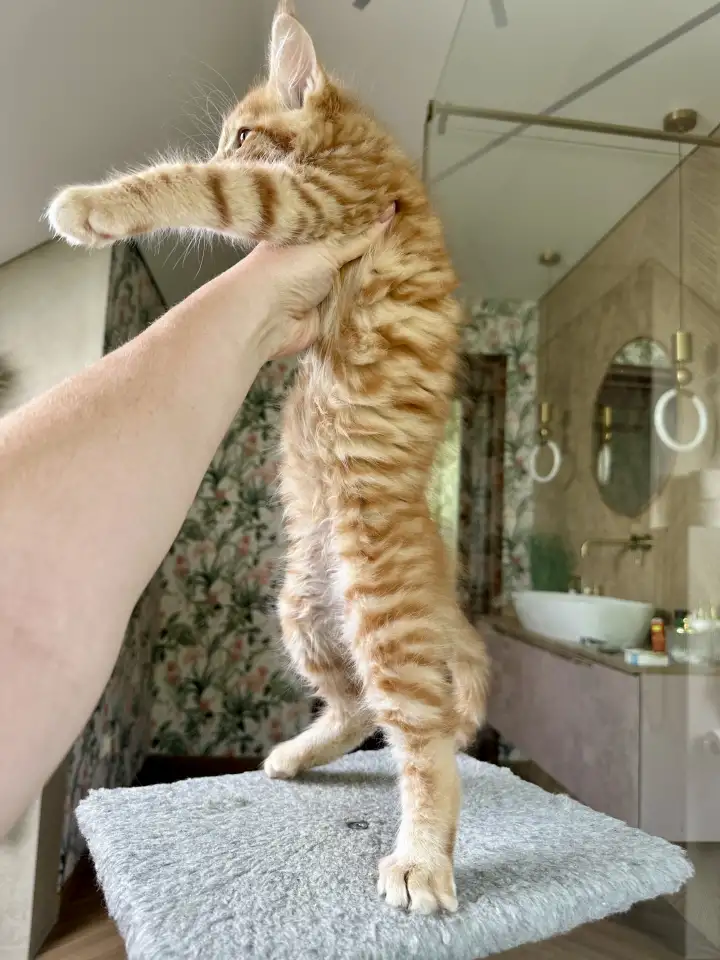 Крупный мальчик мейн-кун, фотография 7