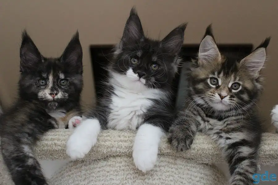 Мейн кун котята!, фотография 3