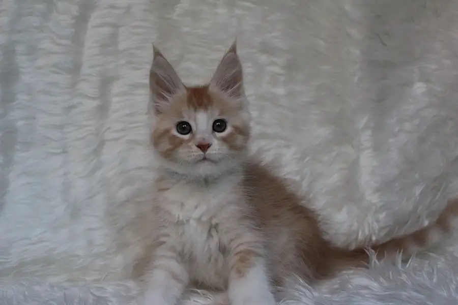 Котенок мейн-кун ищет любящих хозяев., фотография 4