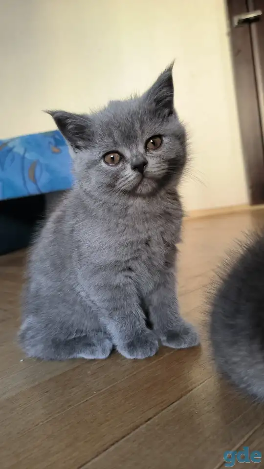 Британские котята, фотография 3