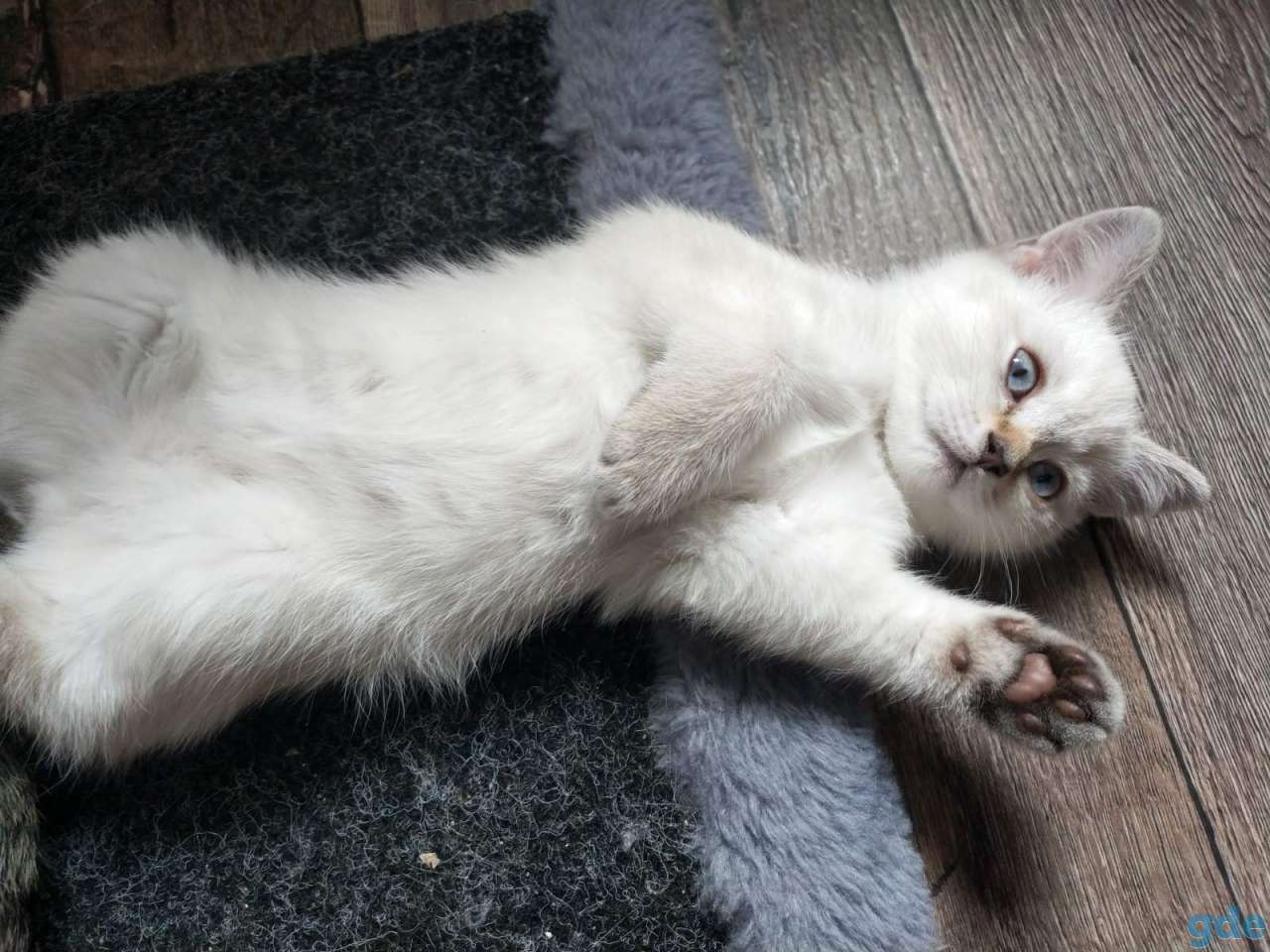 Продаю породистых шотландских плюшевых котят, фотография 3