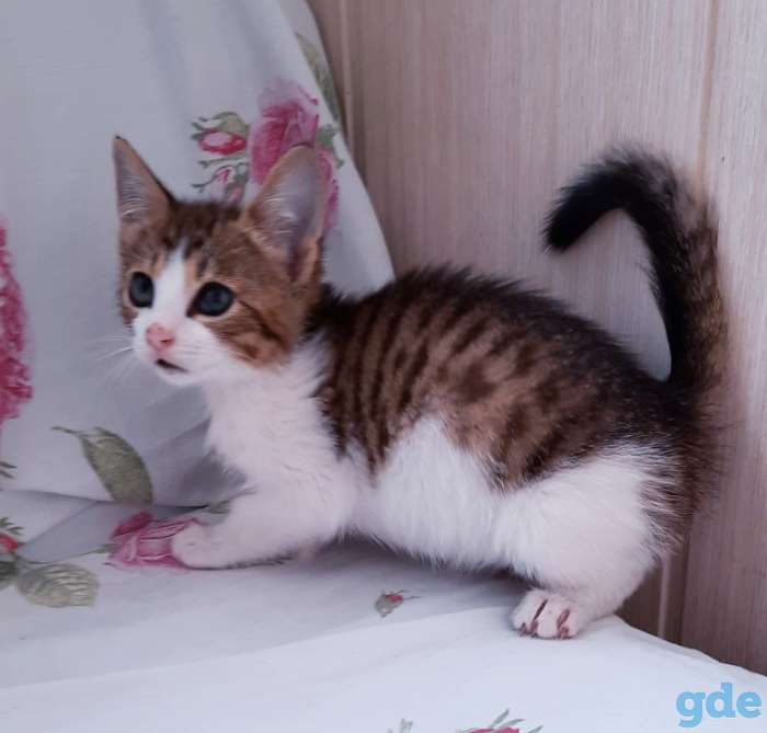 Котята бесплатно., фотография 9