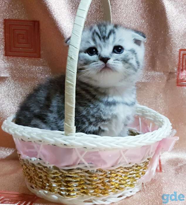 Котики шотландские,вислоухие котята., фотография 3