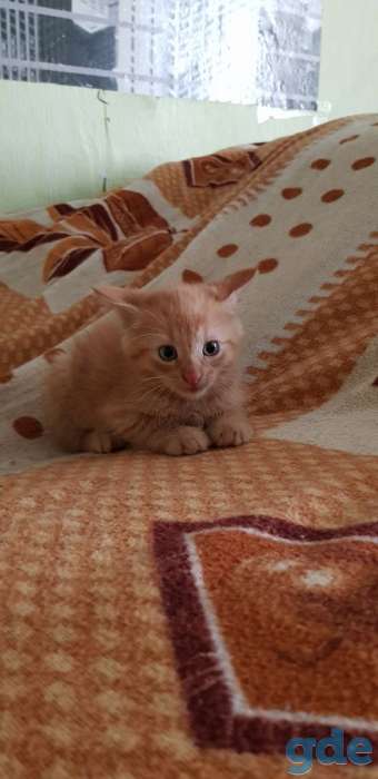 Котята в добрые ручки, фотография 1