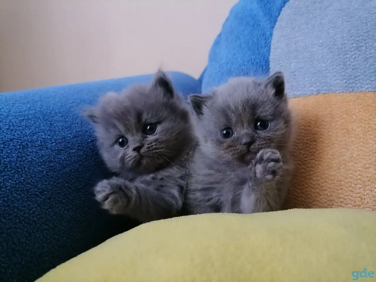 Котята, фотография 3