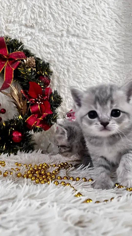Котята шотландские, фотография 4