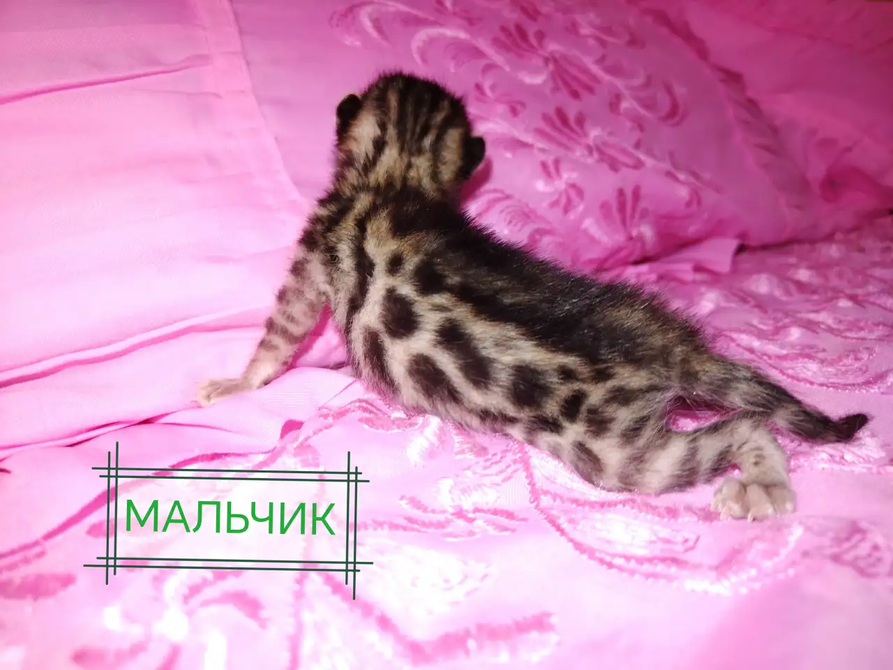 Шикарные бенгальские котята, фотография 4