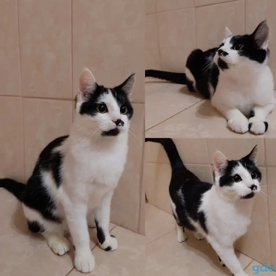 Котята, фотография 2