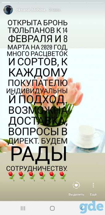 Тюльпаны, фотография 1
