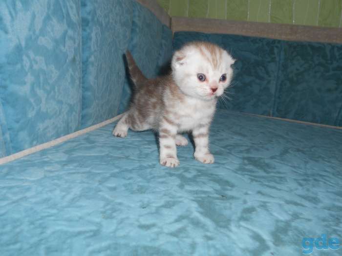 котята, фотография 6