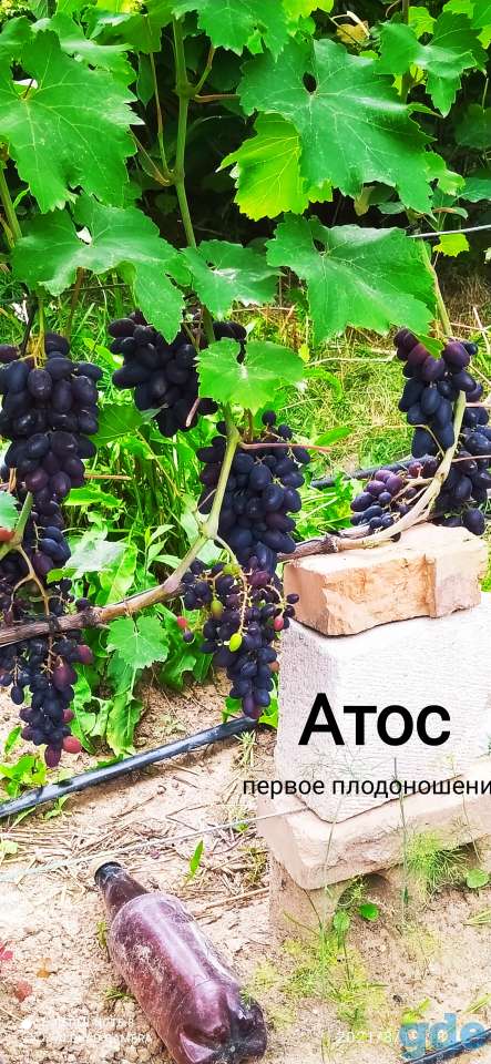 Продается столовый виноград, фотография 4