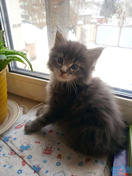Котята мейкун, фотография 3