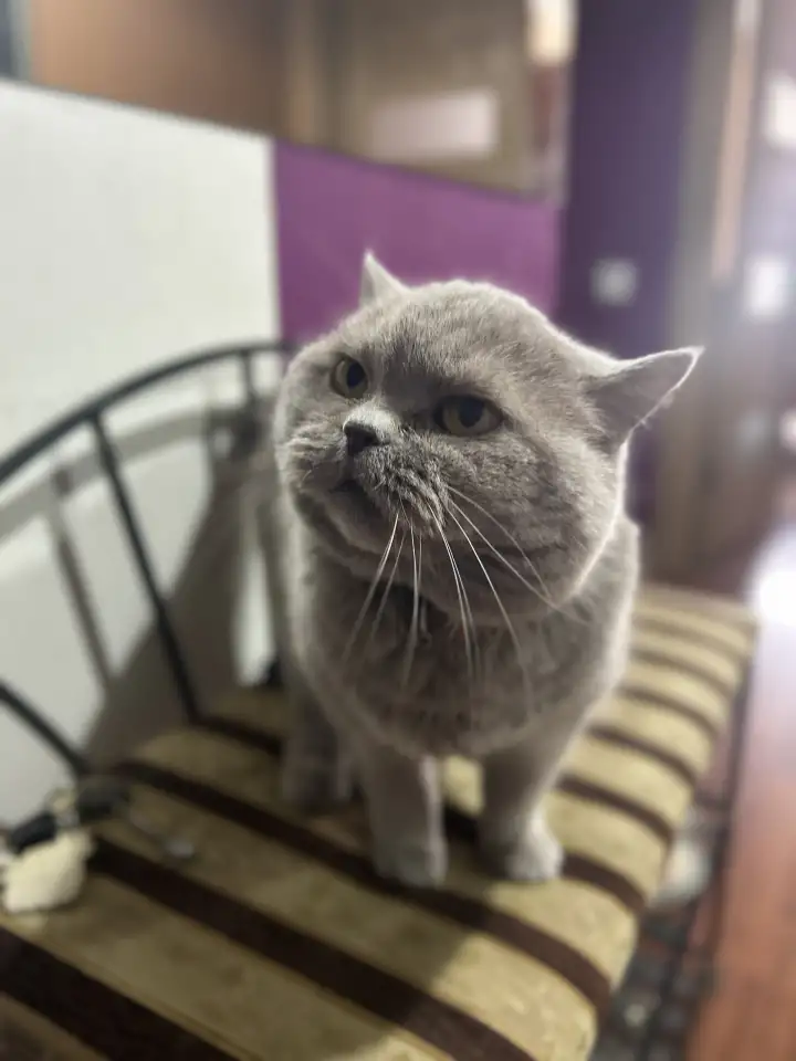 Кошка Мила в добрые руки, фотография 3